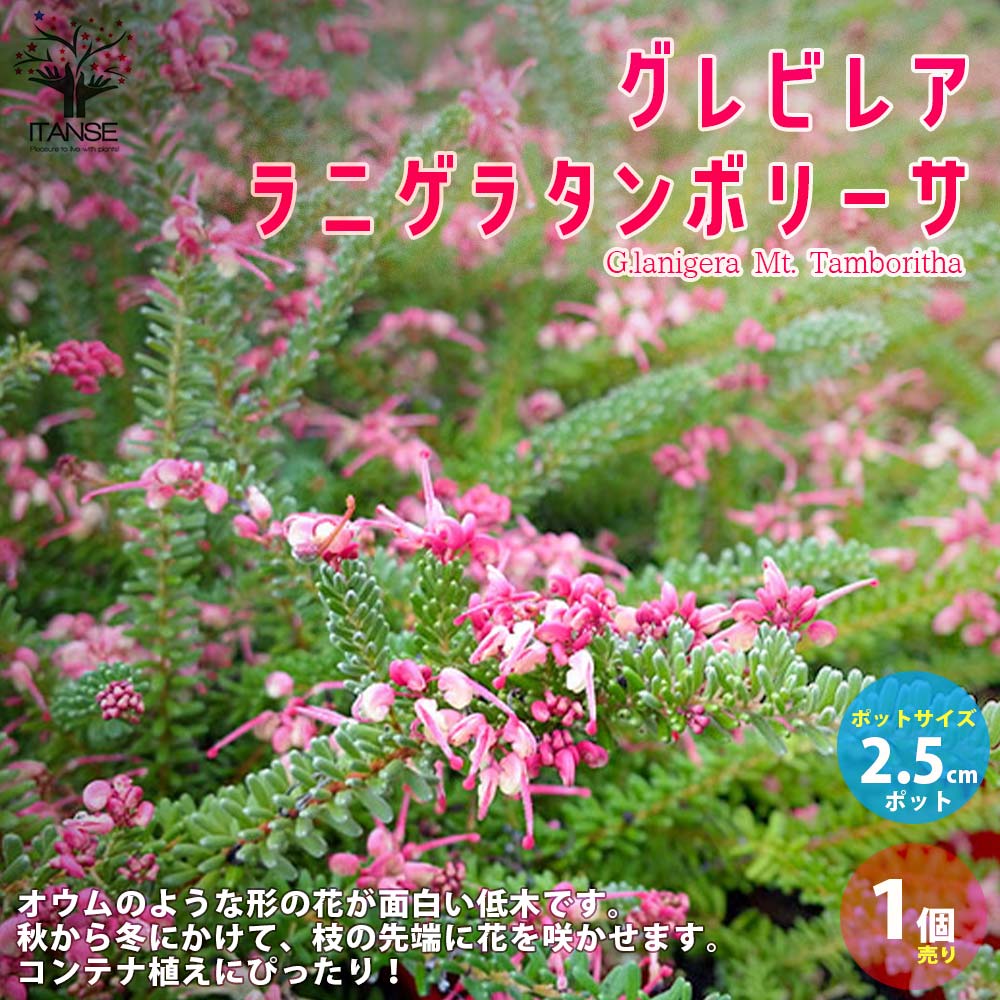 楽天市場】【マラソン☆ポイント5倍】グレビレア ラニゲラタンボリーサ