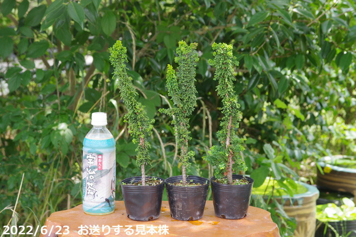 楽天市場】セッカヒノキ 3号(9cmポット) 【石化檜 石化ヒノキ】【盆栽