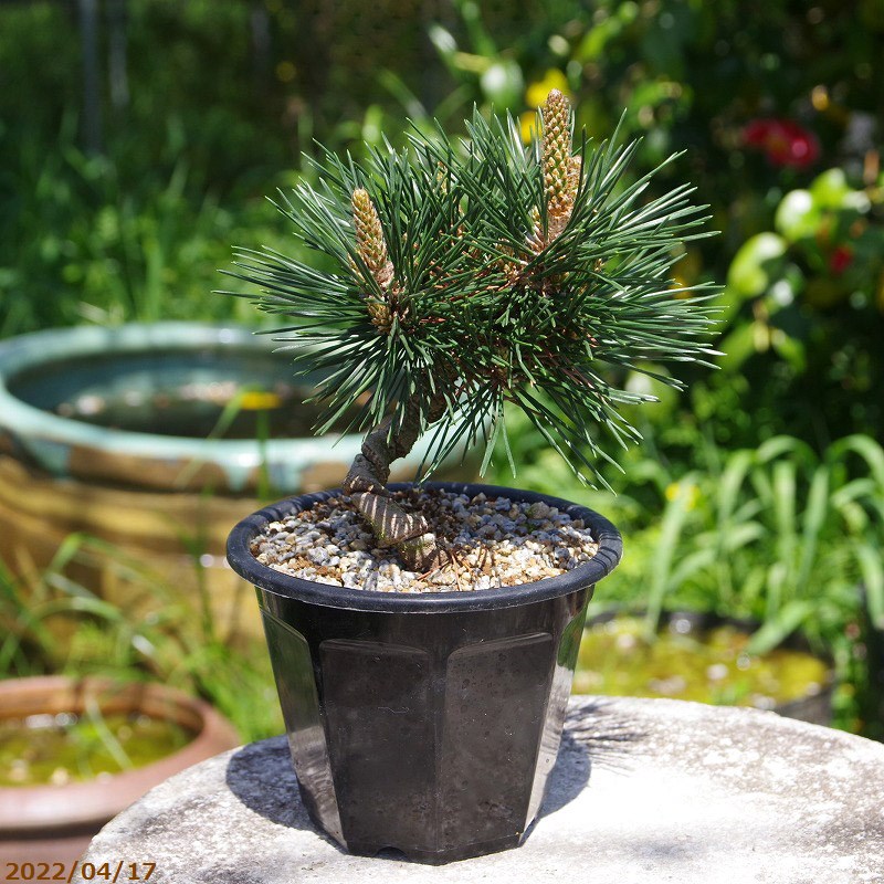 楽天市場】八ツ房 黒松 千寿丸 4号【送料無料】【盆栽素材】【松盆栽