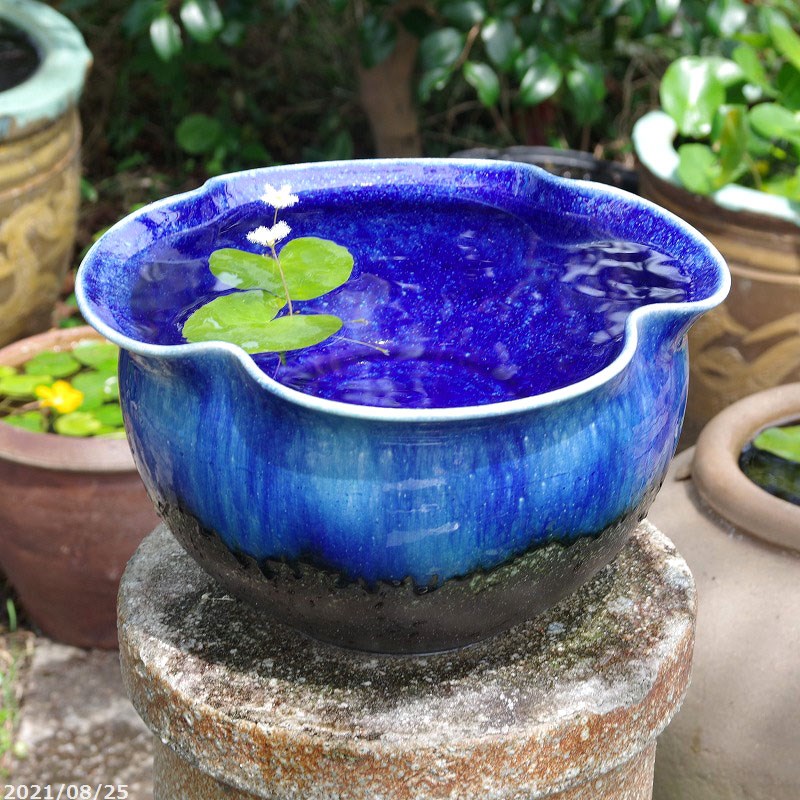 睡蓮鉢 青」の人気商品一覧 | 安い商品を通販サイトから探す - 価格.com