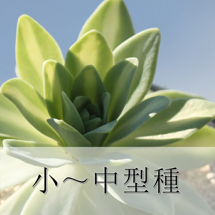 楽天市場】セダム 薄化粧 多肉植物 sedum palmeri 苗 寄せ植え 山野草