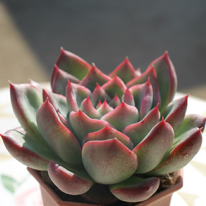 楽天市場】プロディティー エケベリア Mサイズ6cmポット 韓国苗