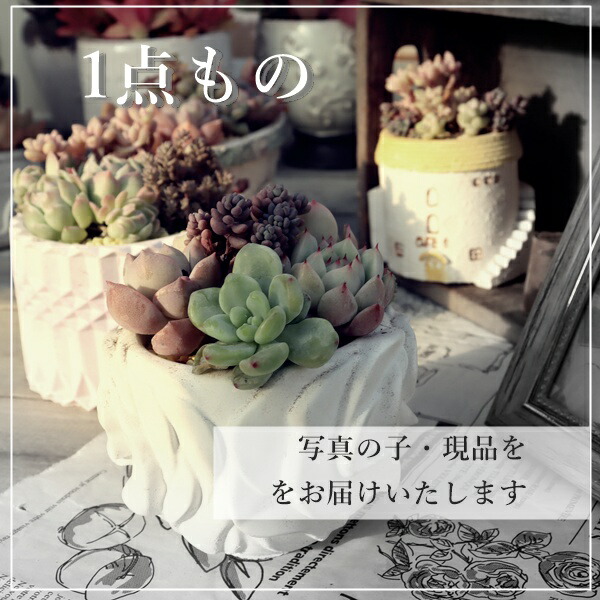 楽天市場】ムーンバースト TK-10-55 アエオニウム 写真の子をお届け