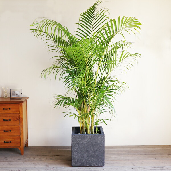 楽天市場】観葉植物 大型 アレカヤシ ヤシの木 10号 キューブ型