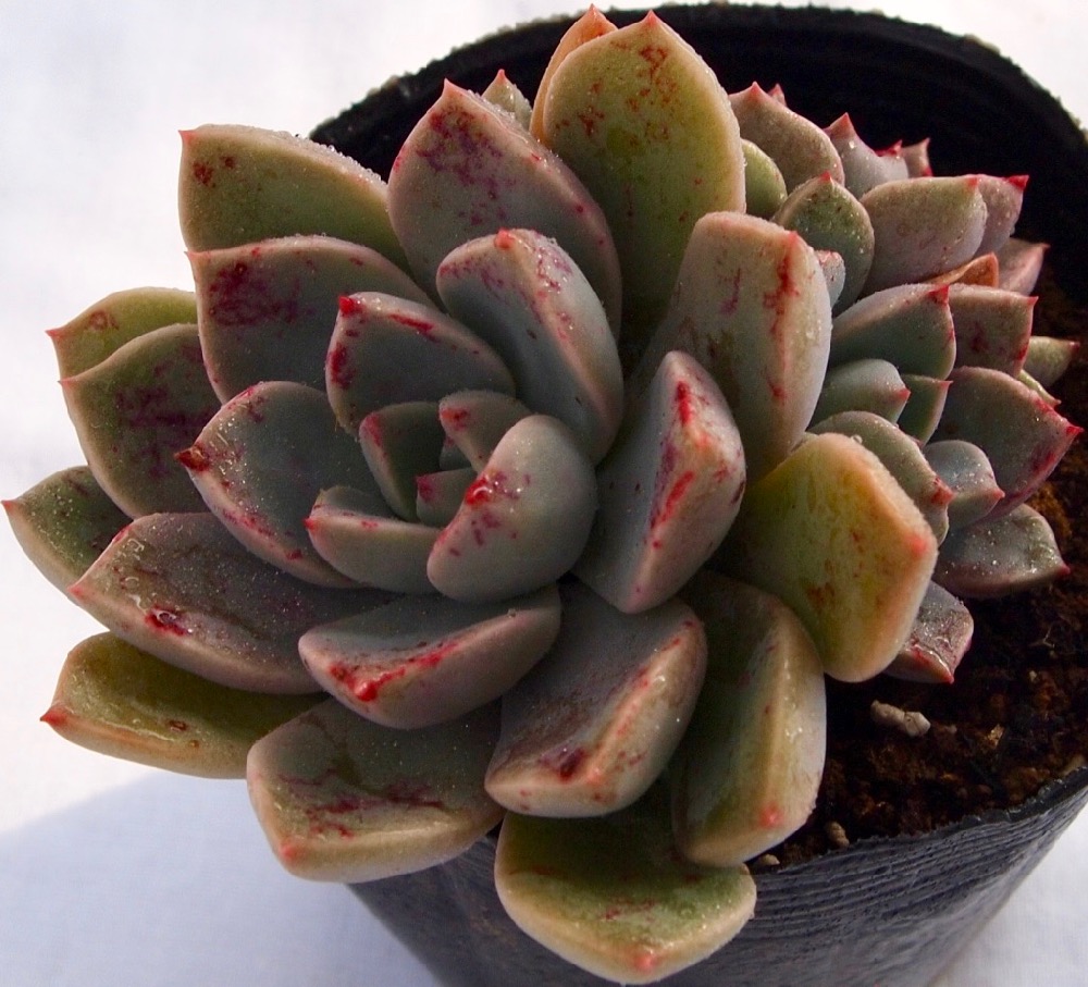 楽天市場】ローズクィーン グラプトベリア属 多肉植物 9cmポット観葉