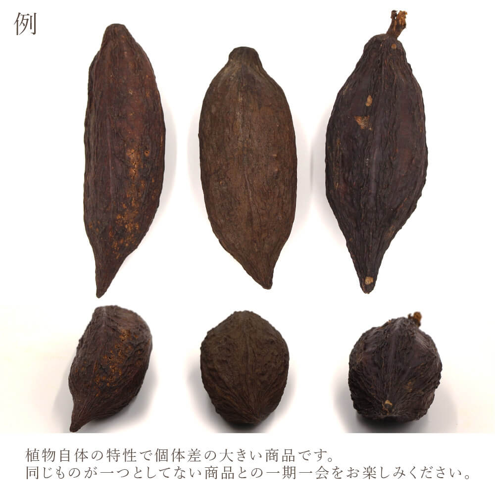 楽天市場】ドライフラワー 花材 即日出荷 カカオホール・小 ナチュラル