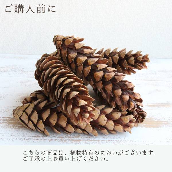 楽天市場】ドライフラワー 花材 即日出荷 RMストローブパインL 木の実