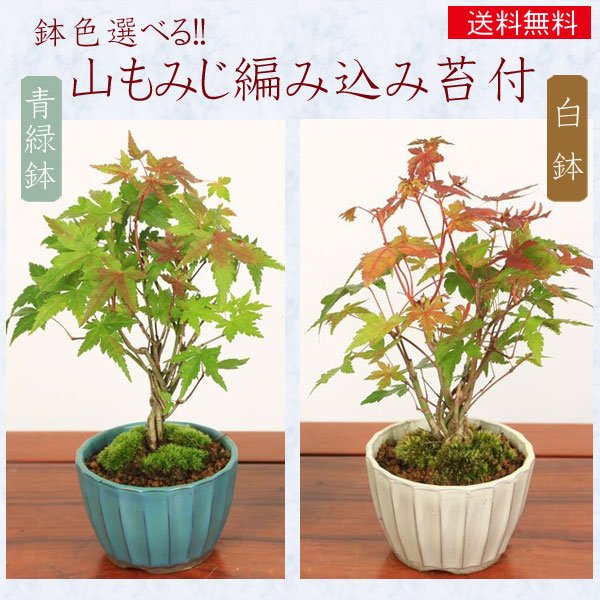 楽天市場】ギフト【即日出荷可】小品盆栽：山もみじ編み込み苔付*鉢色