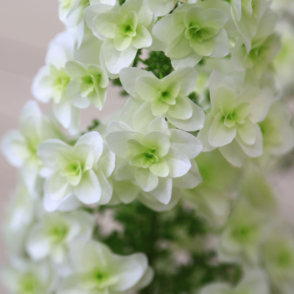 楽天市場】庭木苗・植木：カシワバアジサイ（紫陽花） *(かしわば