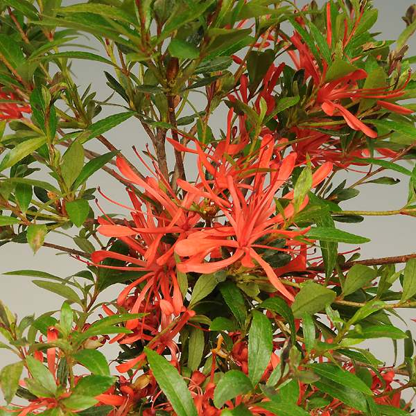 楽天市場】苗：皐月・さつき根上がり（金采） : 遊恵盆栽 楽天市場店