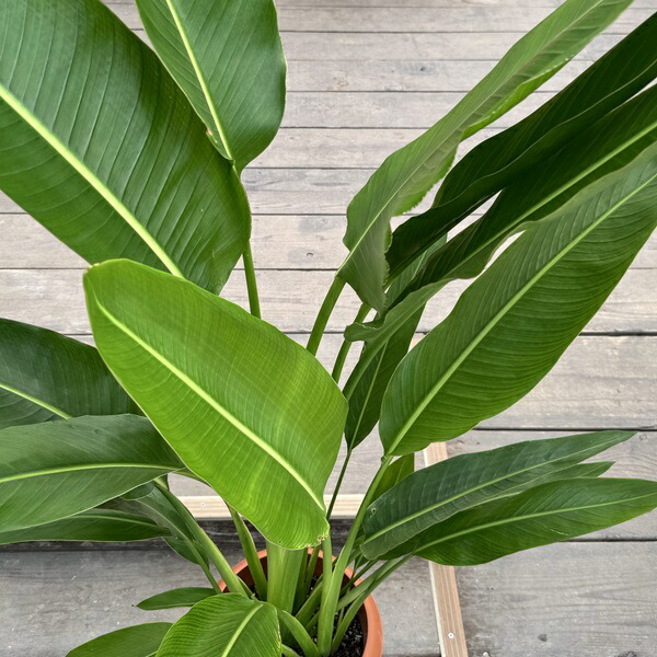 楽天市場】観葉植物：タビビトノキ*8号プラポット旅人の木 オオギ