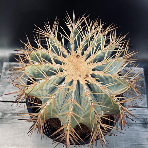 楽天市場】サボテン：フェロカクタス 王冠竜*幅16cm 現品！一品限り