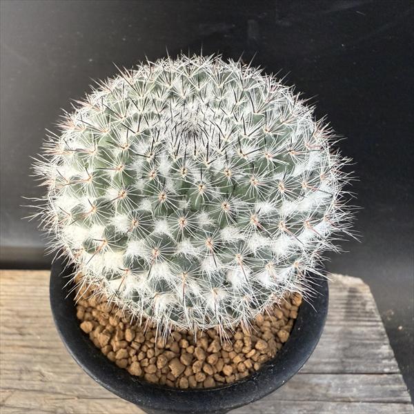 楽天市場】サボテン：マミラリア 銀河 実生*幅7cm 現品！一品限り
