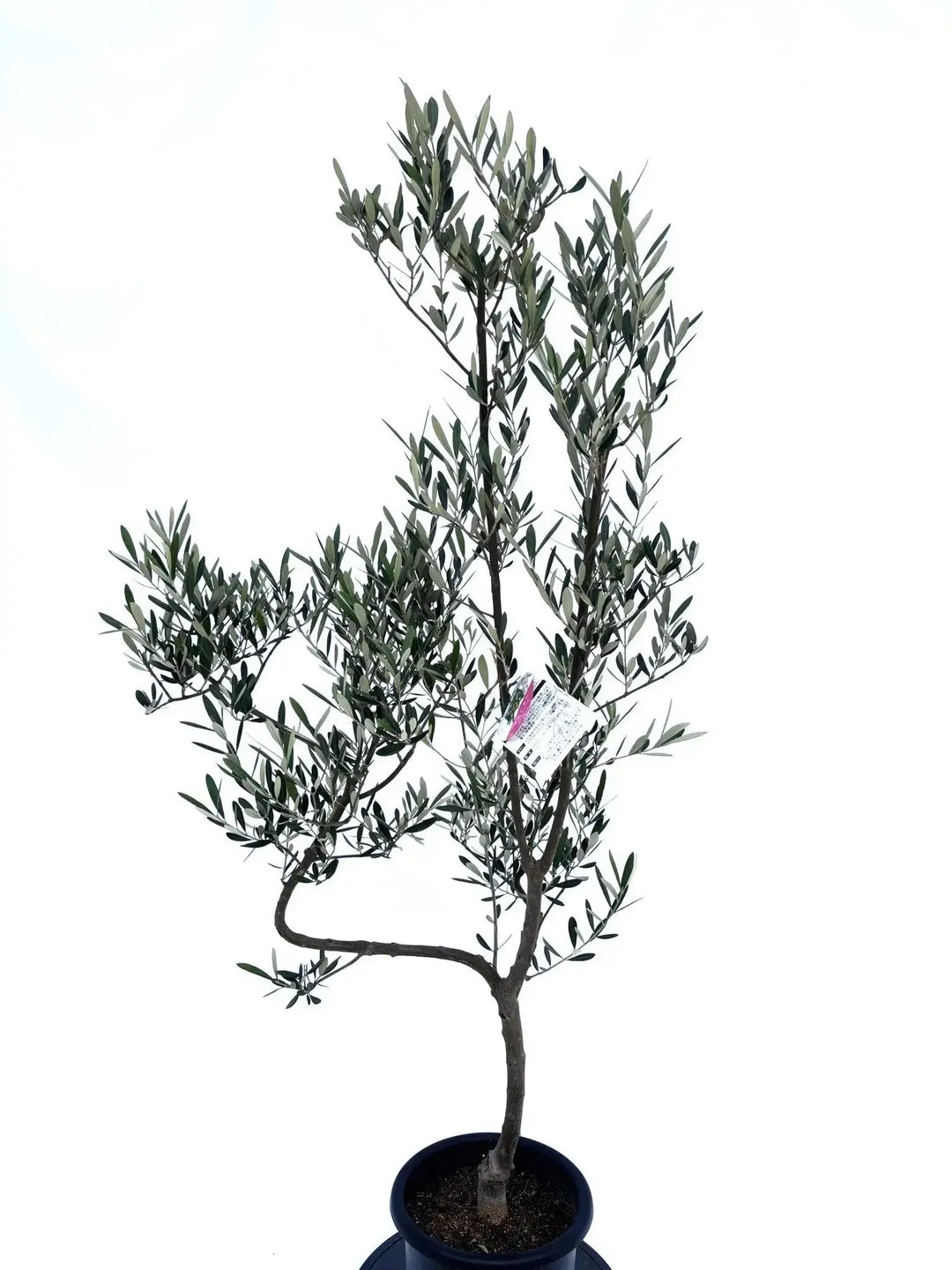 ミッション Mサイズ 約150cm NO.10417 オリーブの木 - 株式会社鶴亀園