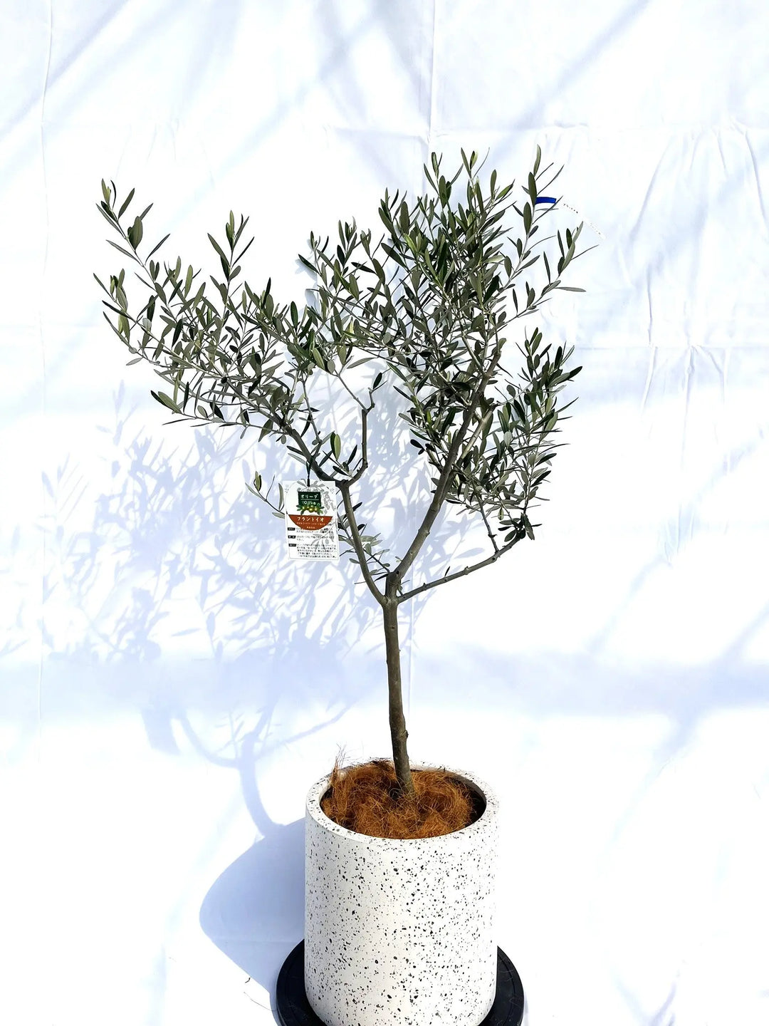 IMG_9785_1080x.jpg?v=1729518569