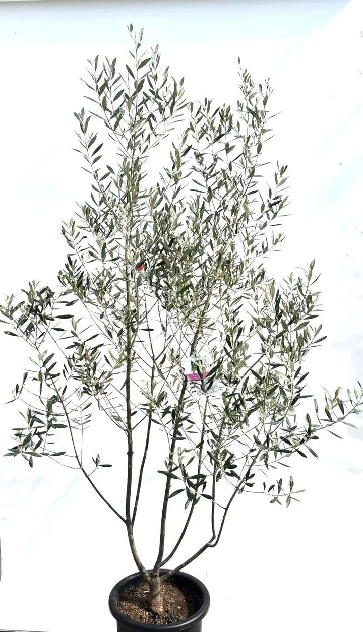 人気・直立型】ミッション（オリーブの木）〈シンボル向き〉｜200cm｜L