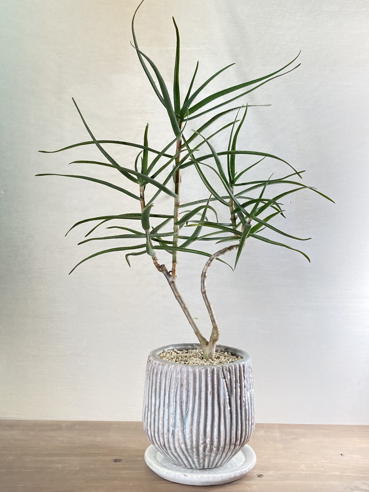 アロエ・ストリアツラ - 雨読堂 -UDOKUDO- 観葉植物と鉢のオンライン