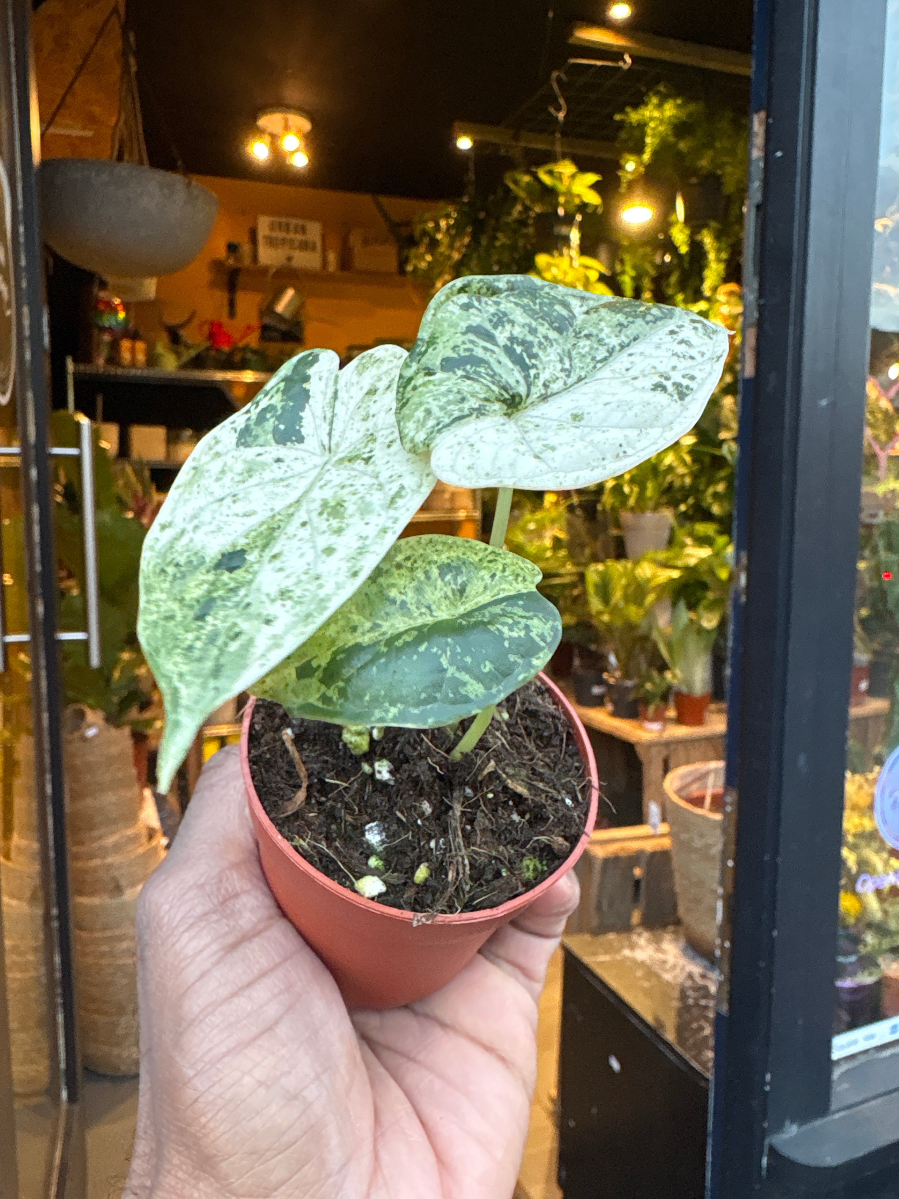 Alocasia Dragon Scale Variegata - House Plants - Plant Shop