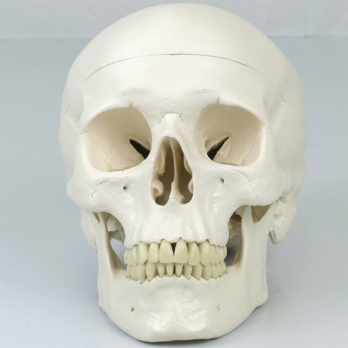 頭蓋，標準型モデル | 日本スリービー・サイエンティフィック