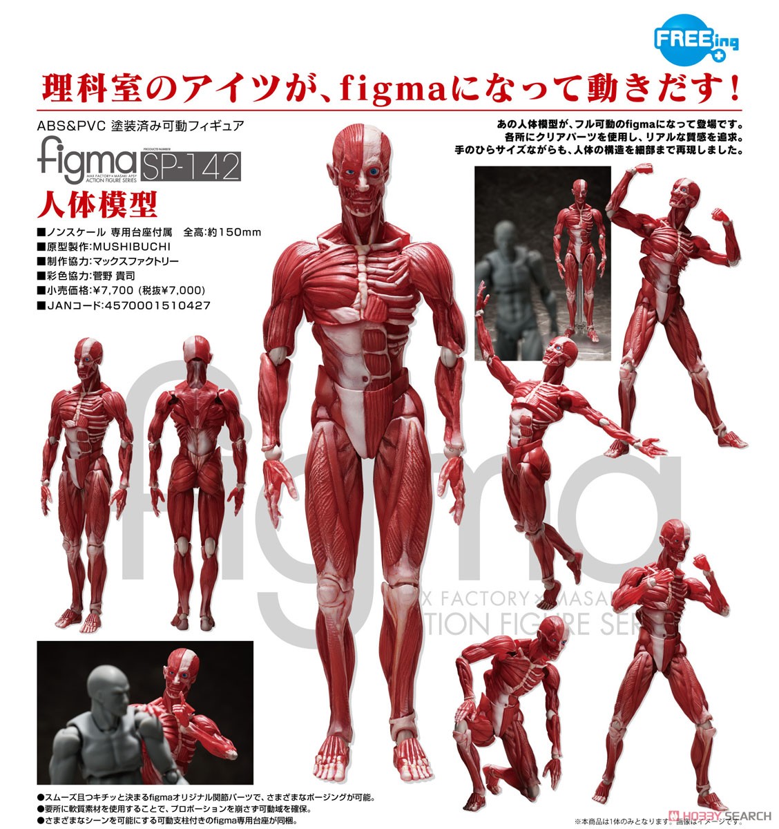 figma 人体模型 (フィギュア) - ホビーサーチ フィギュア