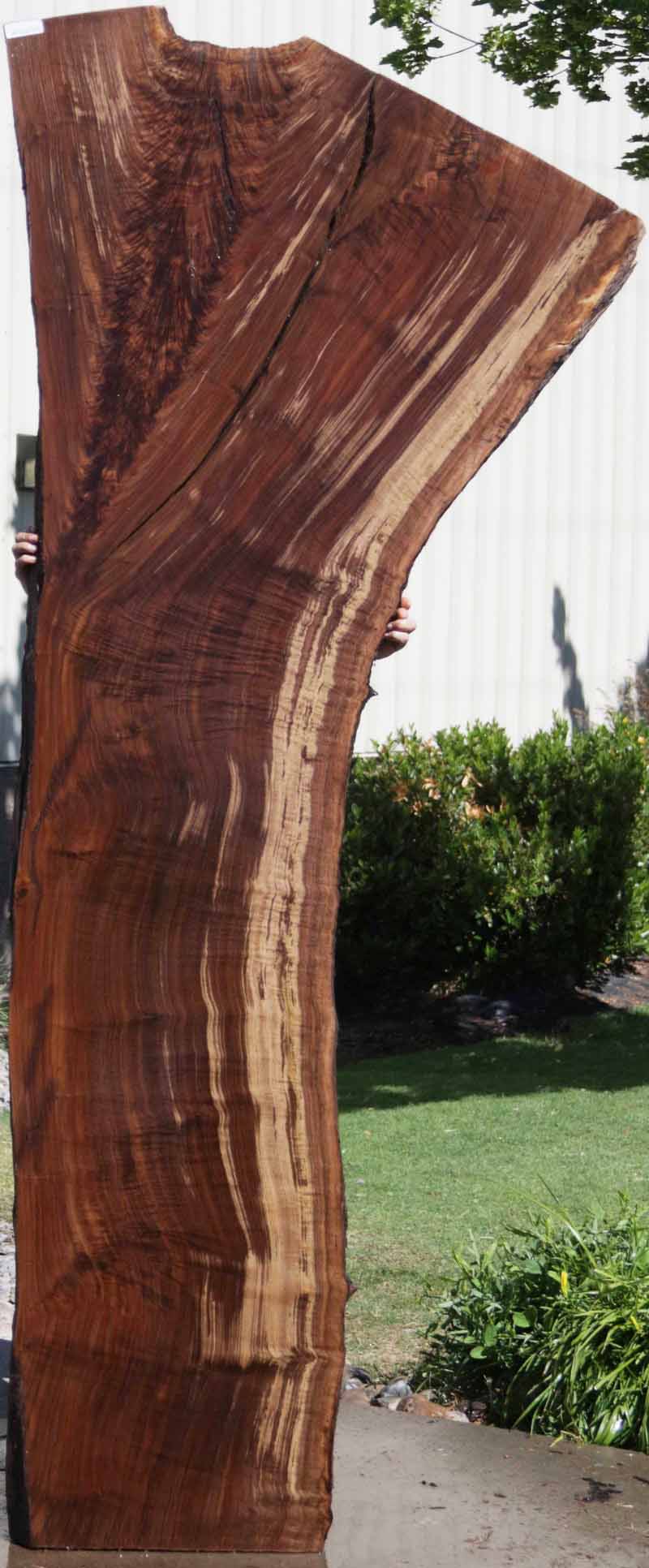 Extra Fancy Fiddleback Crotchwood Claro Walnut Slab – Cook Woods