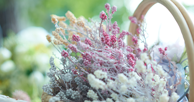 ユーカリ（ポット付）｜商品案内｜株式会社アスカ商会