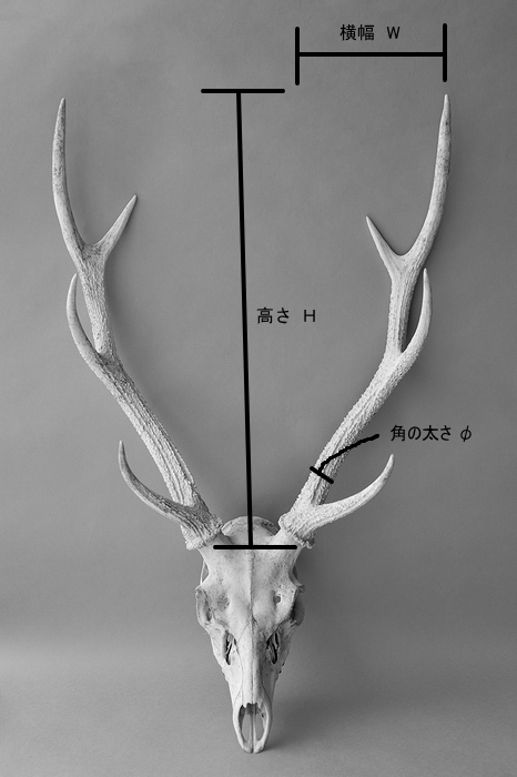 デコール用二ホンジカの角（ニス塗布済） - 流木素材市場 阿波遊木