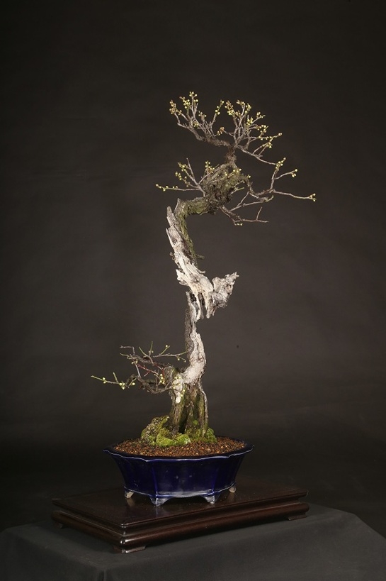 野梅 約80年 | 雨竹亭オンラインショップ