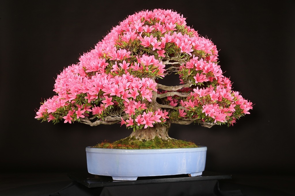 皐月（光琳）約60年 | 雨竹亭オンラインショップ