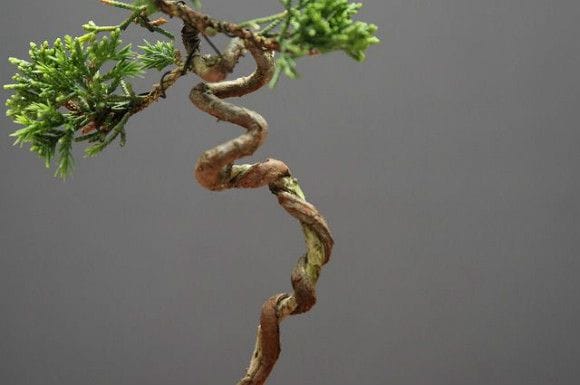 糸魚川真柏 豆盆栽 樹齢15年の一点物盆栽を販売｜盆栽妙 – 盆栽妙 本店