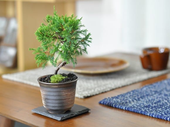 ミニ糸魚川真柏の盆栽を販売｜盆栽妙 – 盆栽妙 本店