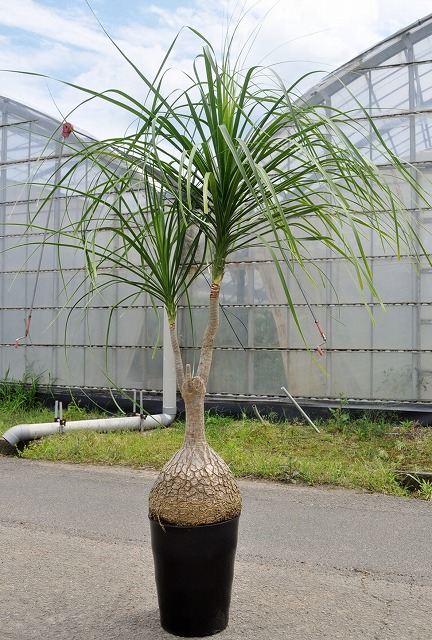 ポニーテール(トックリラン)