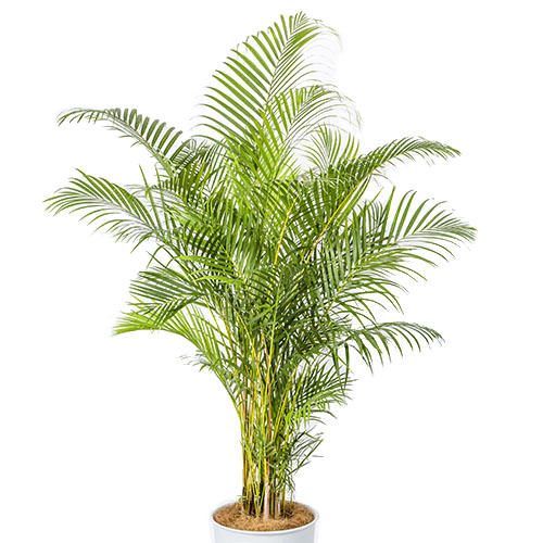 観葉植物「アレカヤシ」10号白カバー | 法人企業様への胡蝶蘭