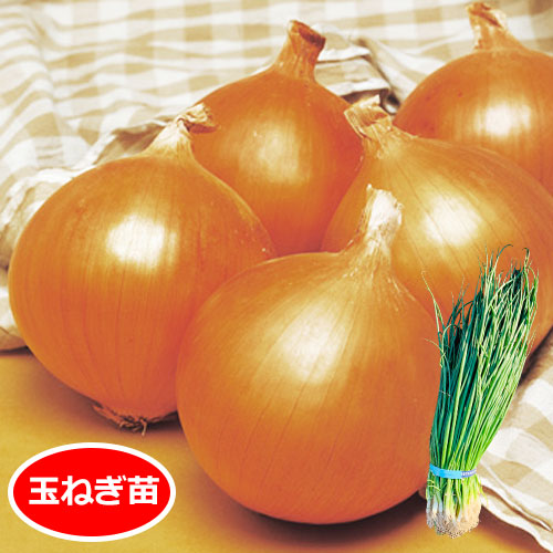 中晩生（イエロードロップ・ネオアース他）[玉葱苗] - e-種や｜国内