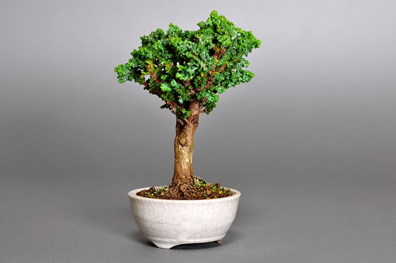 セッカヒノキM（せっかひのき・石化檜）ミニ盆栽の販売と育て方・作り方