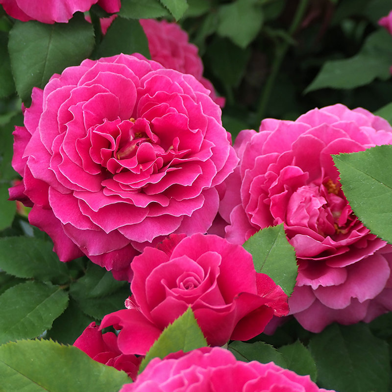 バラ予約】 バラ大苗 レディソウル 【申込期限：2月22日】 の通販