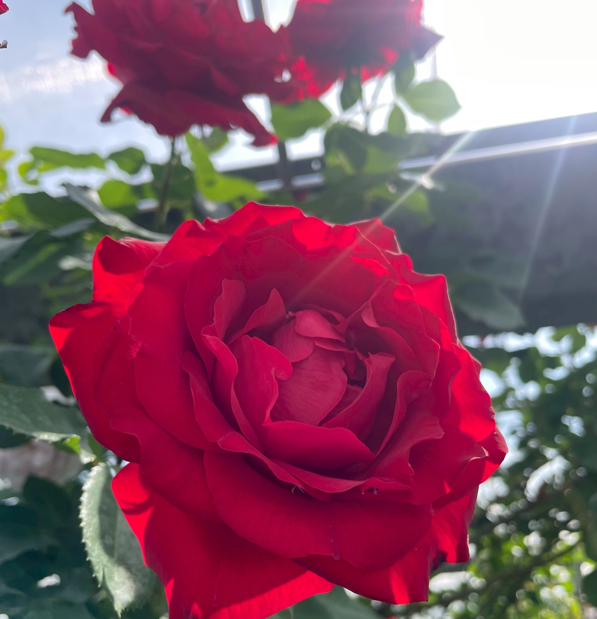 オールドローズ四季咲き強香大苗 レディー ヒリンドン Herb&Rose バラ