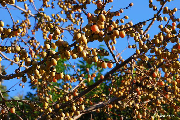 マメガキ（豆柿、カキノキ科）--- Diospyros lotus --- 四季の山野草