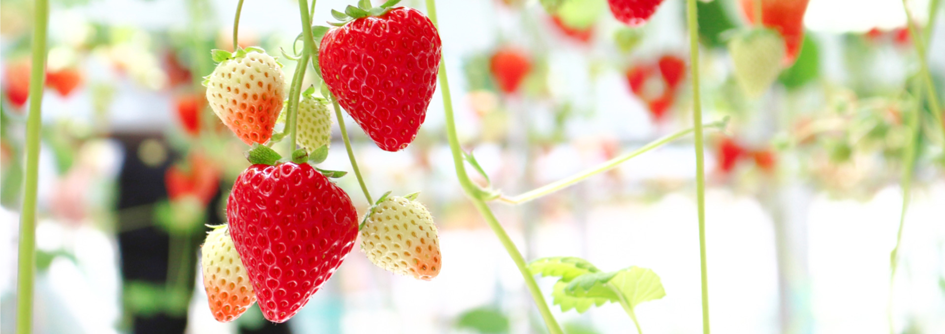 いちご狩り詳細 | いちご狩り | いちごの里 すずき農園