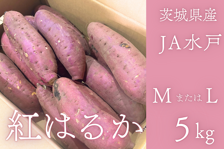 ◎茨城県産『紅はるか』MまたはL 約5kg（約12～18本） JA水戸 【12月