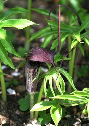 四季の山野草（ヒロハテンナンショウ）