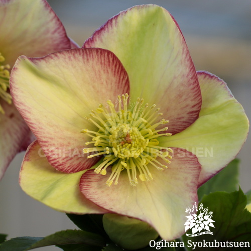 クリスマスローズ(原種間交配) 氷の薔薇 パープルサンライズ｜おぎはら