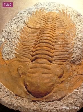 三葉虫 アカドパラドキシデス | 東北大学総合学術博物館