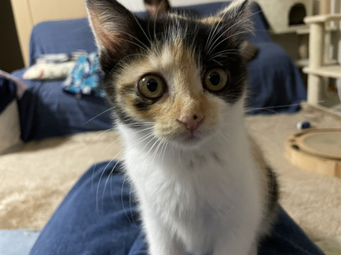 猫]神奈川県の里親募集 ムチムチお尻が可愛い三毛猫ちゃん