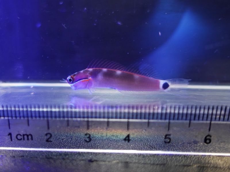 テールスポットブレニー - 海水魚ショップ ナチュラル