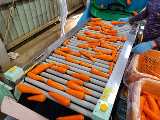 製品情報 手選別機 FC600A - 佐藤農機鋳造株式会社