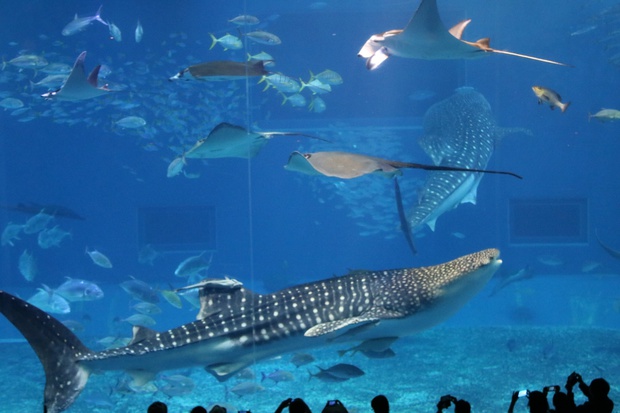 じんべえざめ・ジンベエザメ・甚兵衛鮫・鯨鮫・whale shark・Rhincodon