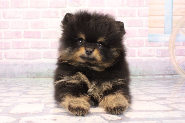 ポメラニアン(ブラック(黒)系)の子犬(2ページ目)を価格や特徴で探す