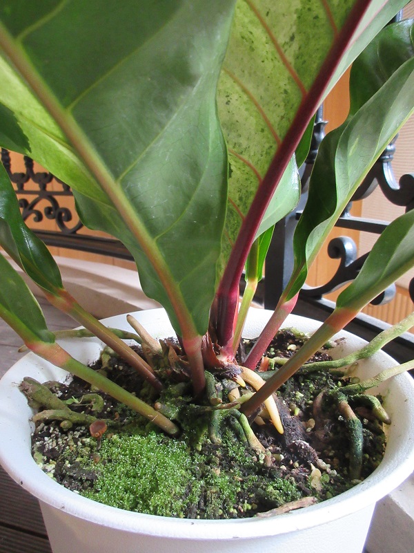 原種系の激レアアンスリウム お値段よりワンランク上のフラワーギフト