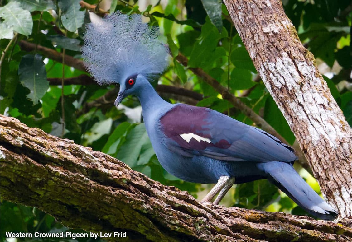 インドネシアのユニークなハチドリの不思議を発見しよう